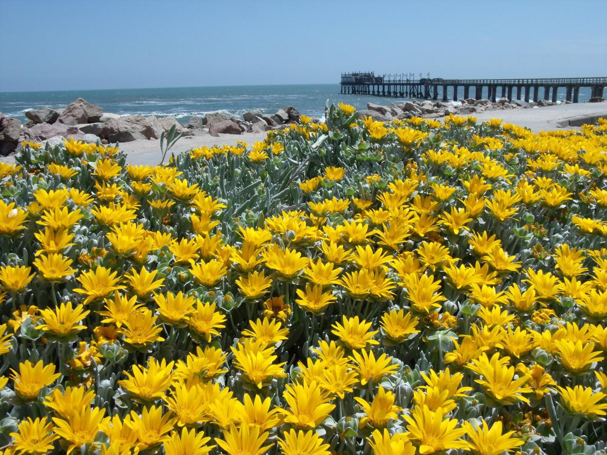 Chala-Kigi Apartments Swakopmund Luaran gambar